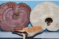 Tránh ngộ độc từ nấm linh chi mốc