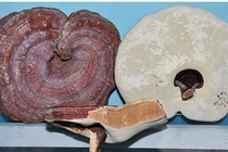 Tránh ngộ độc từ nấm linh chi mốc