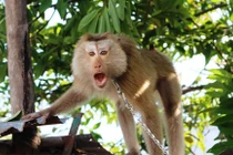 Không nuôi nhốt động vật hoang dã ở chùa