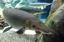 Không nuôi cá cảnh mõm dài