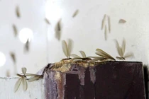 Ứng phó côn trùng “di cư” khi trời mưa