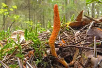 Cú lừa “đánh cắp khái niệm” đông trùng hạ thảo, kỳ 2: “Thần dược” rẻ như rau