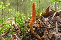 Cú lừa “đánh cắp khái niệm” đông trùng hạ thảo, kỳ 2: “Thần dược” rẻ như rau