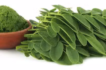 Chùm ngây giàu dinh dưỡng và dược tính