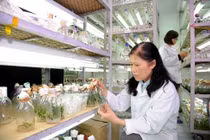 Công nghệ sinh học giúp cải thiện nguồn cung thực phẩm và sức khỏe