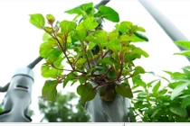 Trồng rau sạch trên không trung