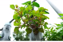 Trồng rau sạch trên không trung