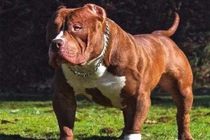 Vụ bé trai 8 tuổi bị Pitbull cắn chết ở Bình Phước: Nhiều quốc gia đã cấm nuôi