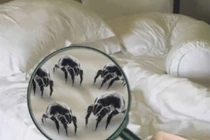 Lý do không để quần áo bẩn lên giường