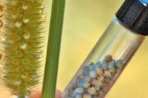 Nhựa sinh học từ phụ phẩm nông nghiệp 