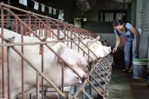 Giá lợn tăng cao nhưng hộ chăn nuôi không có lợn để bán