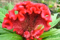 Hoa mào gà trị ho ra máu