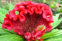 Hoa mào gà trị ho ra máu