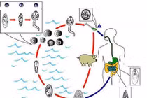 Bệnh sán lá gan lớn có lây từ người sang người?