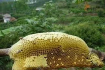 Giá trị dinh dưỡng của mật ong rừng