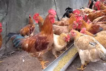 Nhà tắm, sưởi tự động cho gia súc, gia cầm