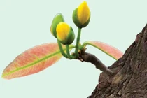 Tản mạn chuyện… bỗng trỗi dậy, bừng bừng