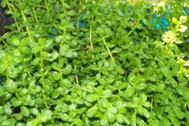  Rau đắng chữa suy nhược thần kinh