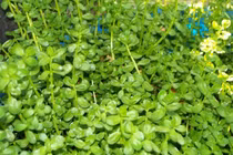  Rau đắng chữa suy nhược thần kinh