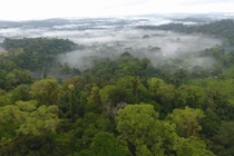 Loại bỏ carbon tự nhiên chỉ có thể là biện pháp bổ sung cho giảm phát thải CO2 từ nhiên liệu hóa thạch