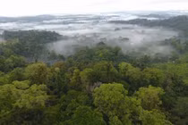 Loại bỏ carbon tự nhiên chỉ có thể là biện pháp bổ sung cho giảm phát thải CO2 từ nhiên liệu hóa thạch