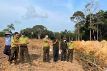 Kiên Giang: Thành lập tổ công tác đặc biệt xử lý việc phá rừng, lấn chiếm đất ở Phú Quốc