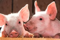 Dabaco (DBC) lãi 6 tháng gấp 28 lần cùng kỳ