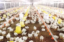 Chăn nuôi gia cầm đang ở thời kỳ khủng hoảng?