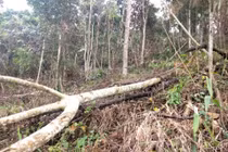Hiện trường vụ phá rừng tại tiểu khu 477, xã Đại Lào, TP Bảo Lộc, tỉnh Lâm Đồng.