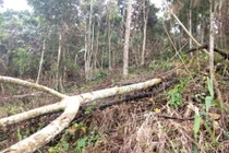 Hiện trường vụ phá rừng tại tiểu khu 477, xã Đại Lào, TP Bảo Lộc, tỉnh Lâm Đồng.