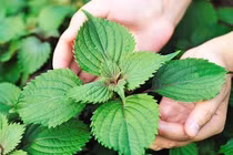  Tía tô chữa mẩn ngứa do ăn hải sản 