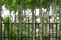 Mướp rắn tốt cho người nội nhiệt