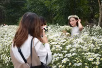 Tuy hoạ mi mới bắt đầu vào mùa, các vườn cúc họa mi đã đón hàng ngàn lượt khách tới vui chơi và chụp ảnh.