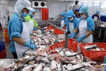 Xuất khẩu cá tra phục hồi