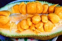 Khám phá thú vị về giống mít tố nữ, đặc sản Long Khánh