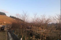 Đề xuất dán tem để phân biệt đào rừng với đào trồng