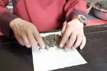 Cứu huyệt điều trị nghẹt mũi do phì đại cuống mũi