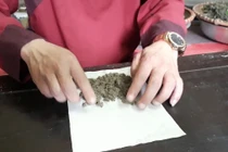 Cứu huyệt điều trị nghẹt mũi do phì đại cuống mũi