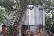 Cả làng quây tôn, dựng chốt bảo vệ cây sưa có giá 22 tỷ