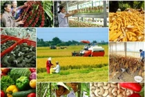 Nông nghiệp tăng trưởng khá dù chịu dịch tả lợn Châu phi