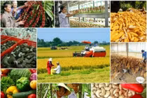 Nông nghiệp tăng trưởng khá dù chịu dịch tả lợn Châu phi