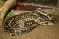 Cả nhà tỉnh bơ ngồi coi phim khi trăn 1,8 m nấp sau tivi