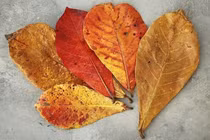 Lá bàng diệt khuẩn