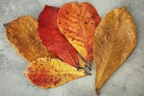 Lá bàng diệt khuẩn