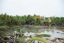 Quảng Nam: Xử lý nghiêm các hành vi phá hoại rừng dừa nước Bảy Mẫu