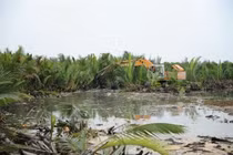 Quảng Nam: Xử lý nghiêm các hành vi phá hoại rừng dừa nước Bảy Mẫu