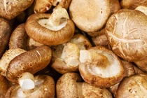 Thu hồi hoạt chất quý trong nấm hương