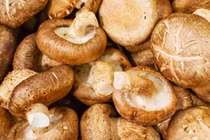 Thu hồi hoạt chất quý trong nấm hương