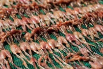 Độc đáo xóm "vũ nữ chân dài" ở An Giang