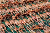 Độc đáo xóm "vũ nữ chân dài" ở An Giang